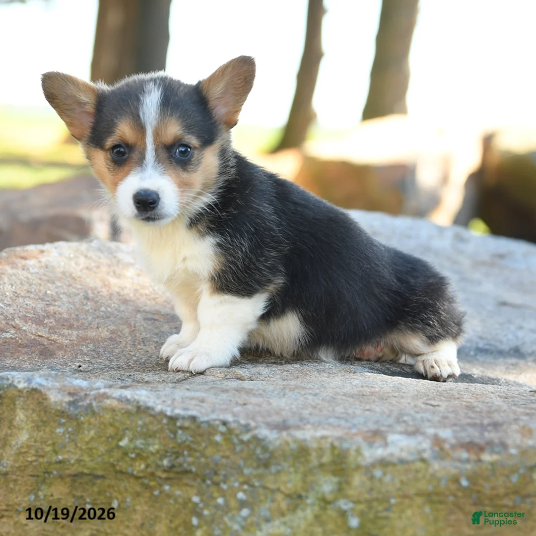 Welsh Corgi Pembroke dogs for sale: Harper - Ad 2