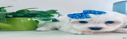 Maltese dogs for sale: Toy sized Anya - Ad 11