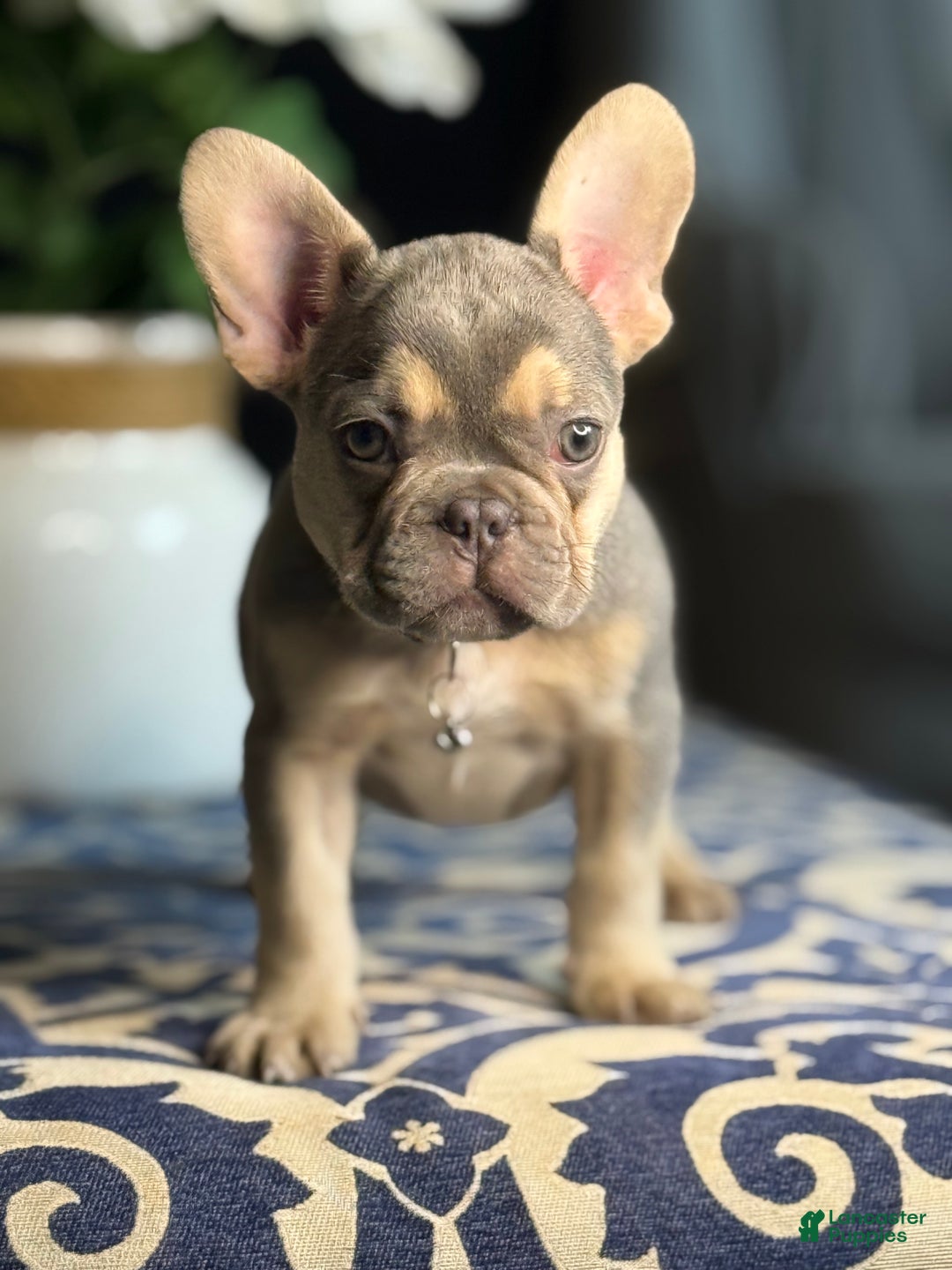 French Bulldog dogs for sale: Growleth  - Ad 4