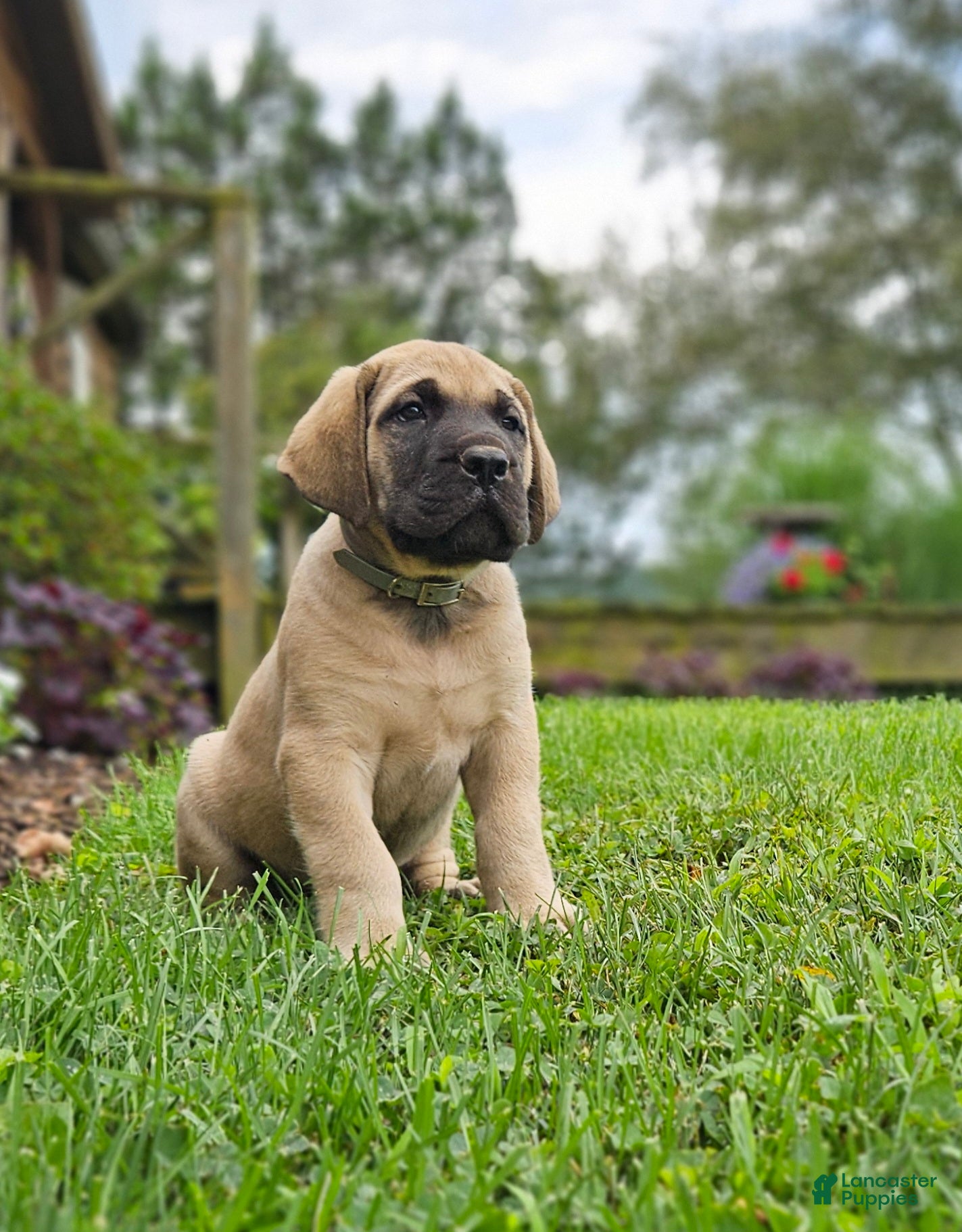 English Mastiff dogs Rosco - Ad 2