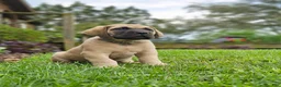 English Mastiff dogs for sale: Rosco - Ad 2