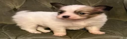 Papillon dogs for sale: Luke - Ad 9