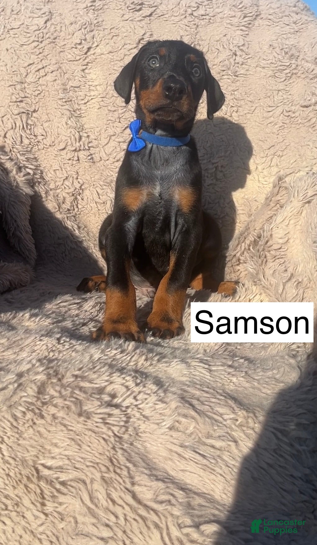 Doberman Pinscher dogs Samson - Ad 2