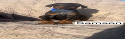 Doberman Pinscher dogs for sale: Samson - Ad 2