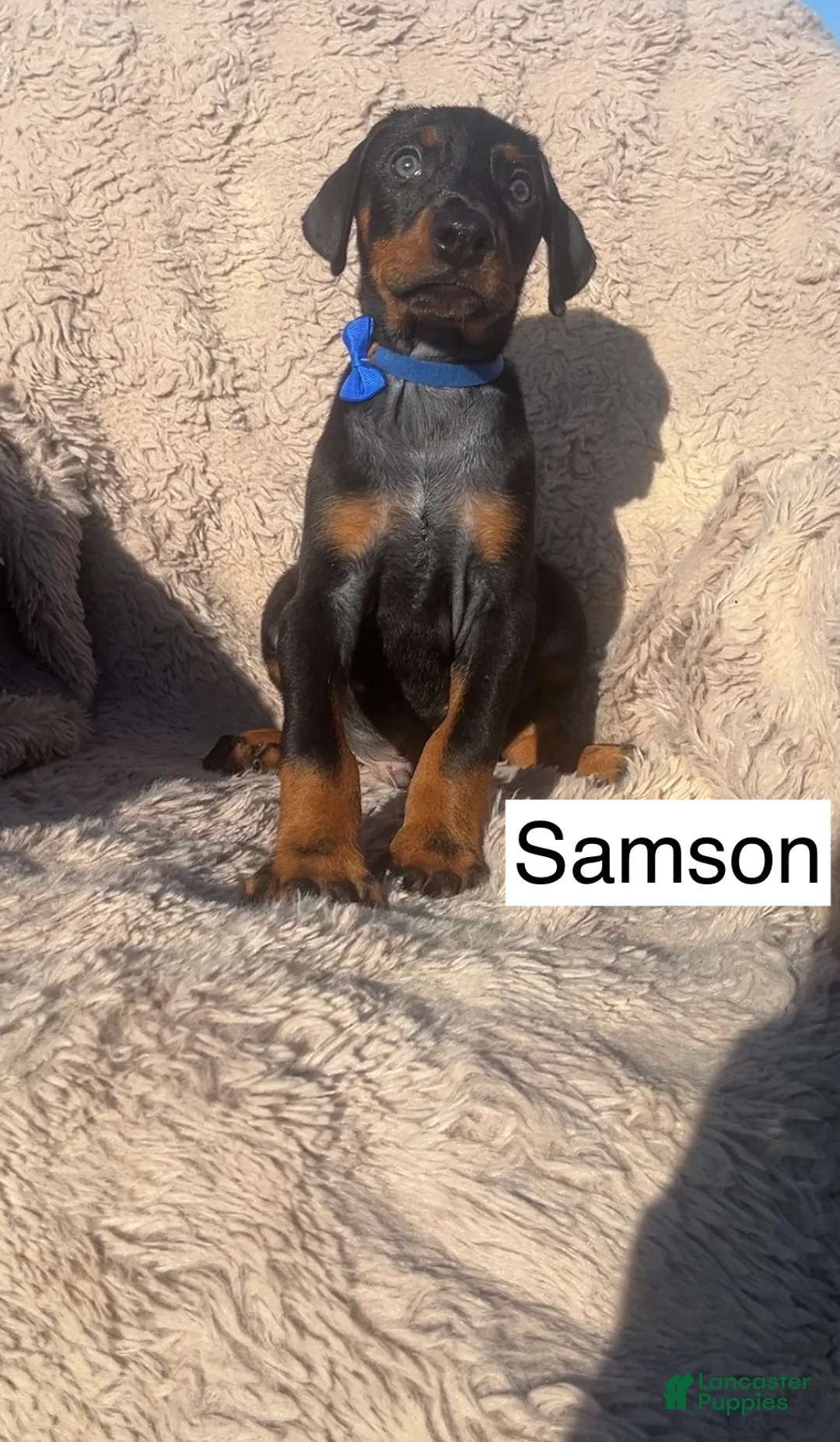 Doberman Pinscher dogs for sale: Samson - Ad 2