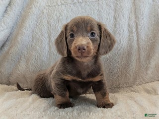 Miniature Dachshund dogs - Ad 10