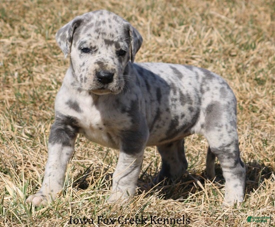 Great Dane dogs Heidi - Ad 2