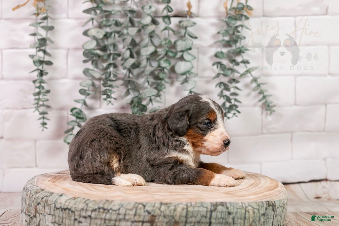 Bernedoodle dogs for sale: Nordic - Ad 10