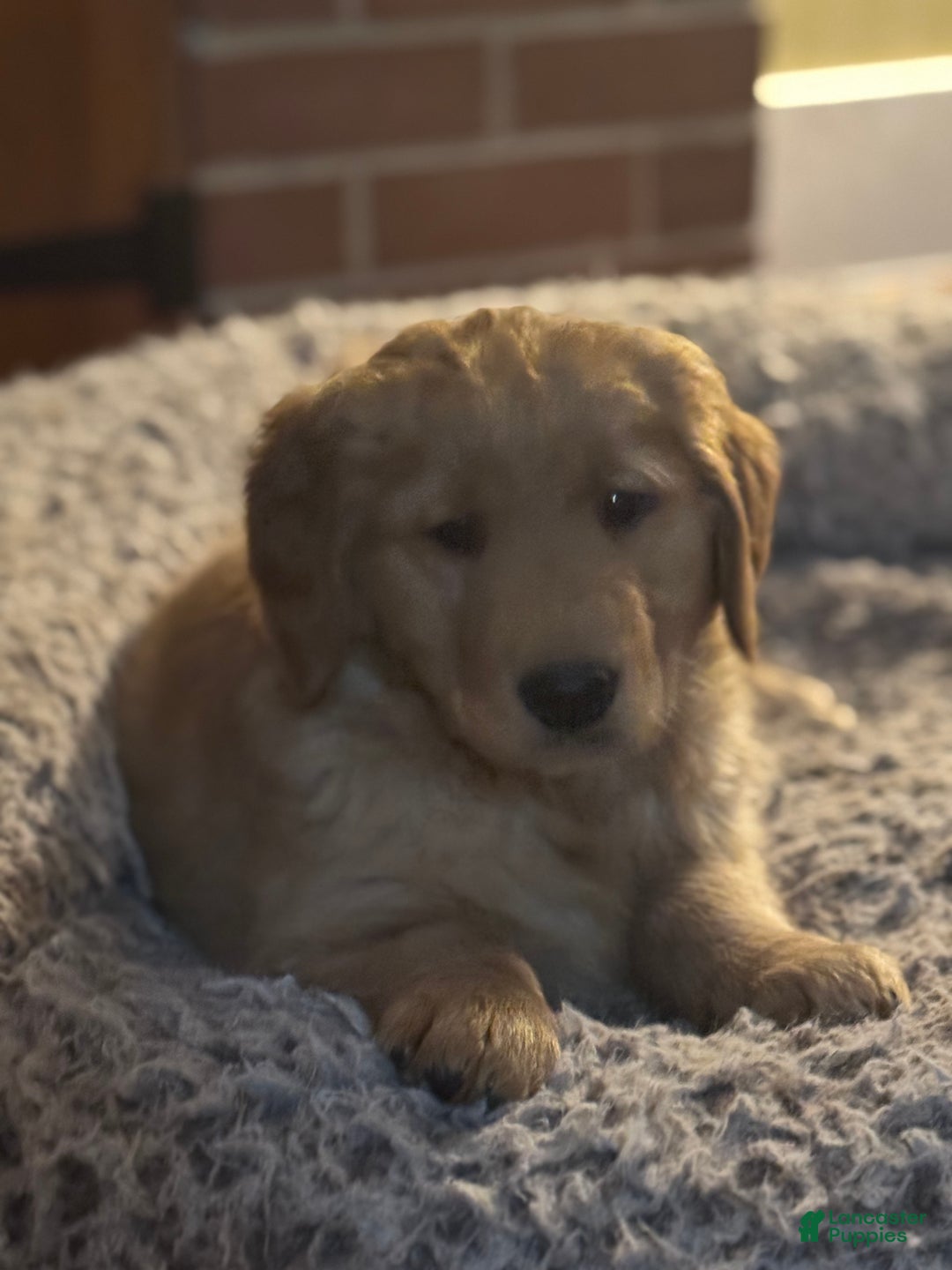 Golden Retriever dogs for sale: Marley - Ad 3