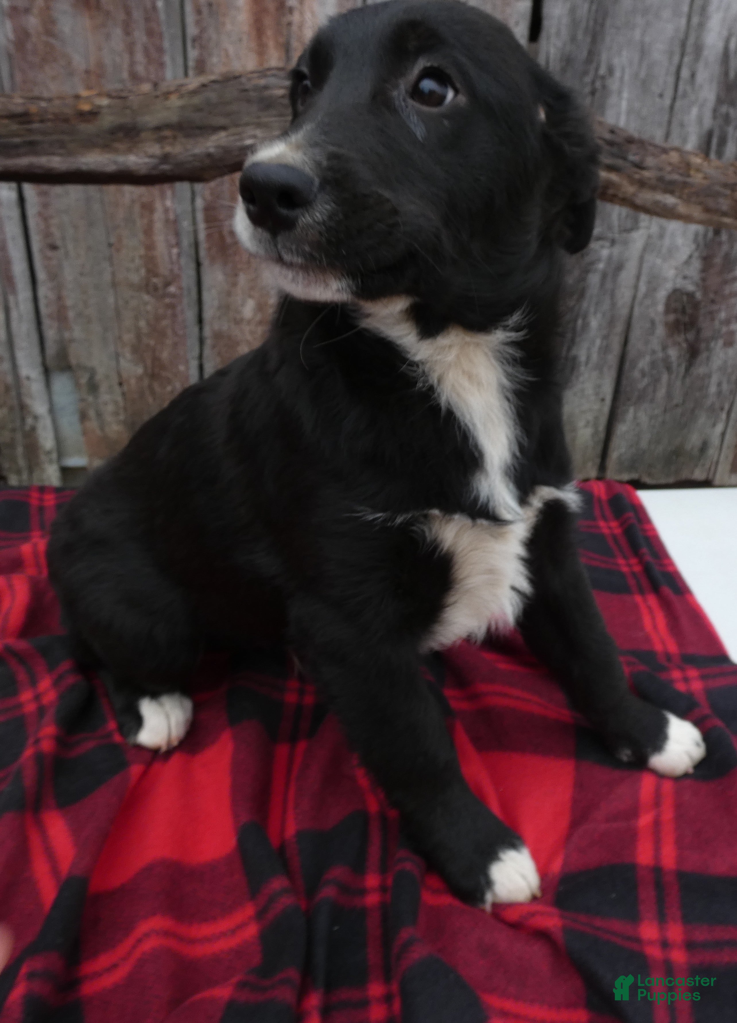 Mixed Breed dogs Mixed Breed Puppy 6 Pierce - Ad 41