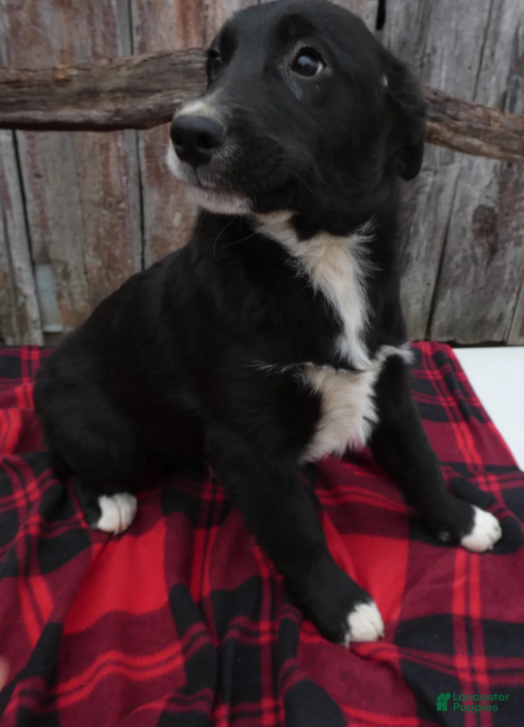 Mixed Breed dogs for sale: Mixed Breed Puppy 6 Pierce - Ad 1