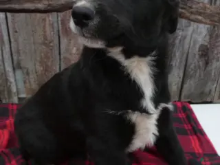 Mixed Breed dogs Mixed Breed Puppy 6 Pierce - Ad 41