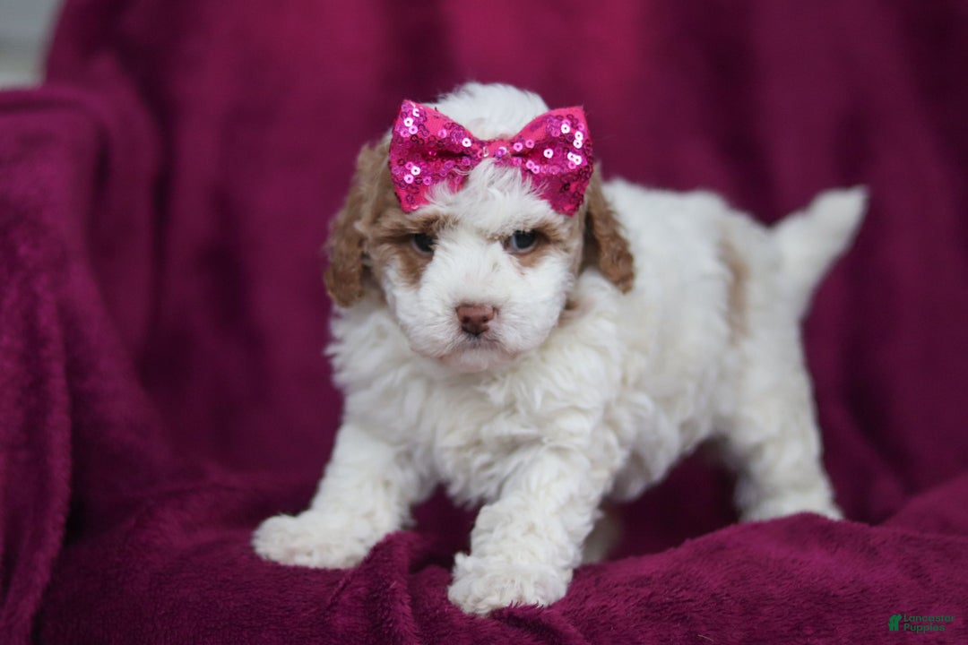 Mini Goldendoodle dogs for sale: Hallie - Ad 7
