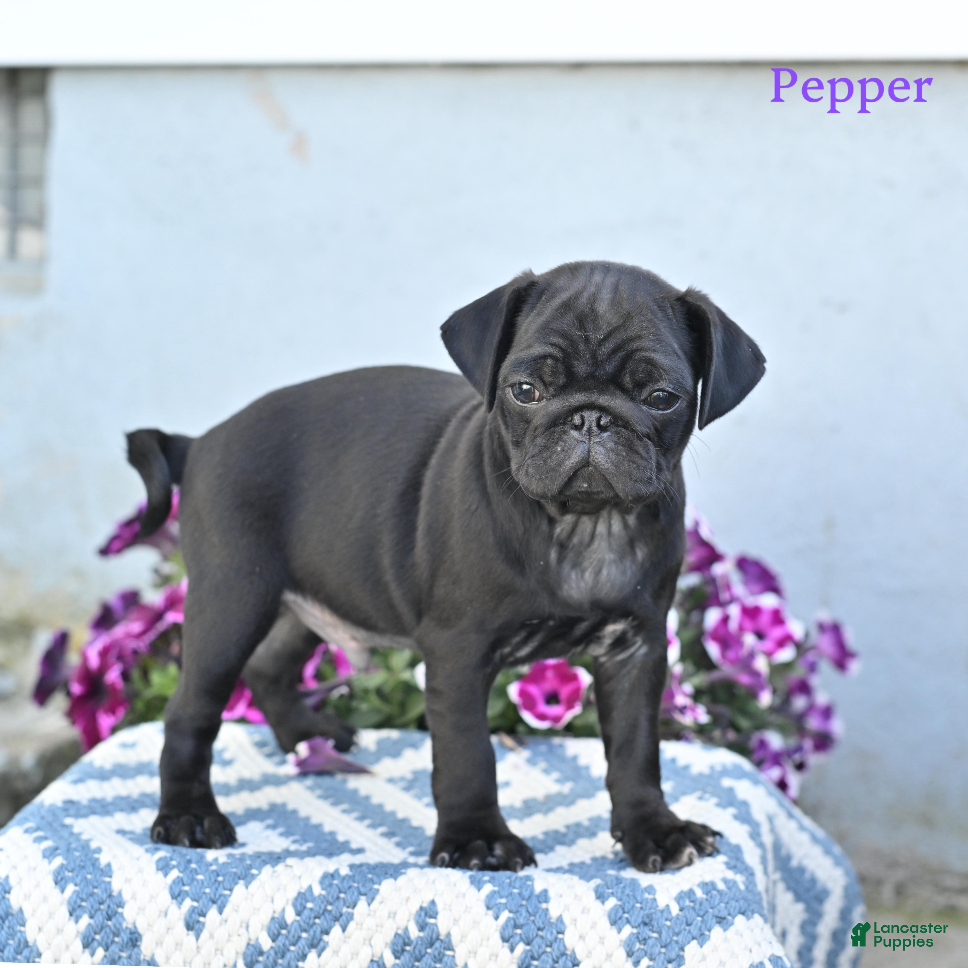 Pug dogs for sale: Pepper - Ad 4