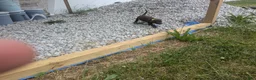 Labrador Retriever dogs for sale: Chocolate Male (Neon) - Ad 5