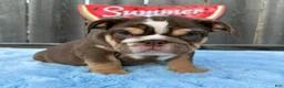 English Bulldog dogs for sale: Kelly - Ad 9