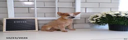 Australian Cattle Dog dogs for sale: Roscoe - Ad 5