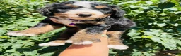 Bernedoodle dogs for sale: Bourbon “Ultra Bernedoodle” - Ad 2