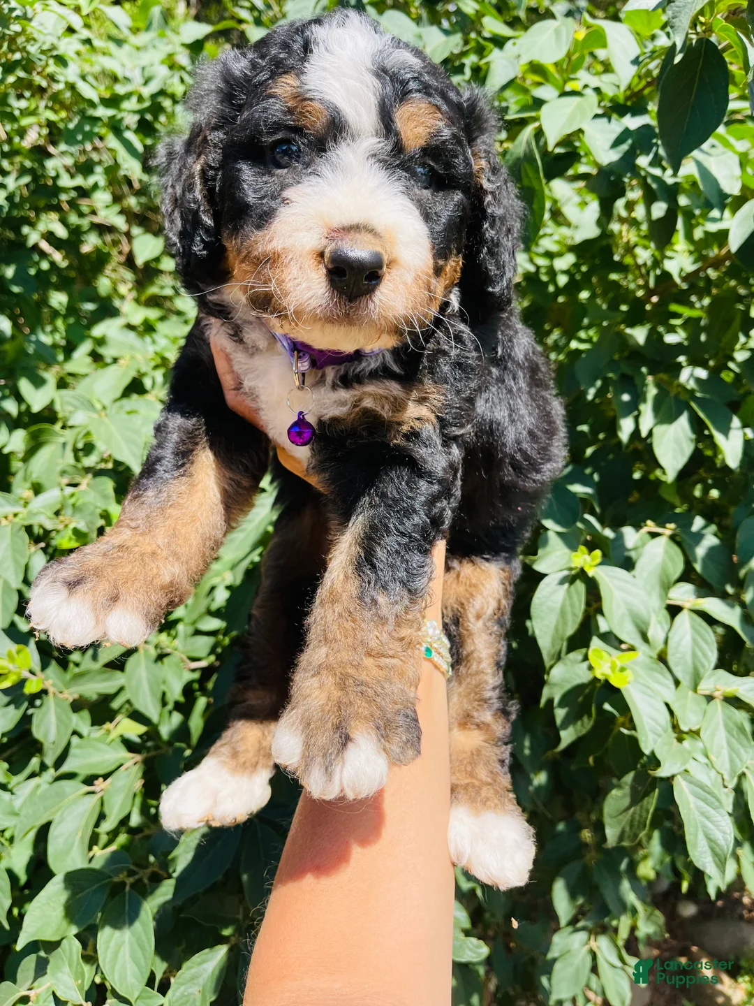 Bernedoodle dogs for sale: Bourbon “Ultra Bernedoodle” - Ad 2
