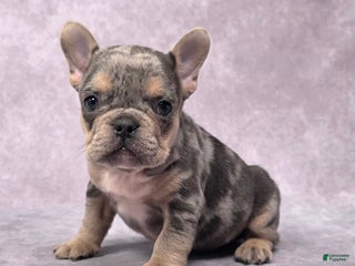 French Bulldog dogs Romeo - Ad 11
