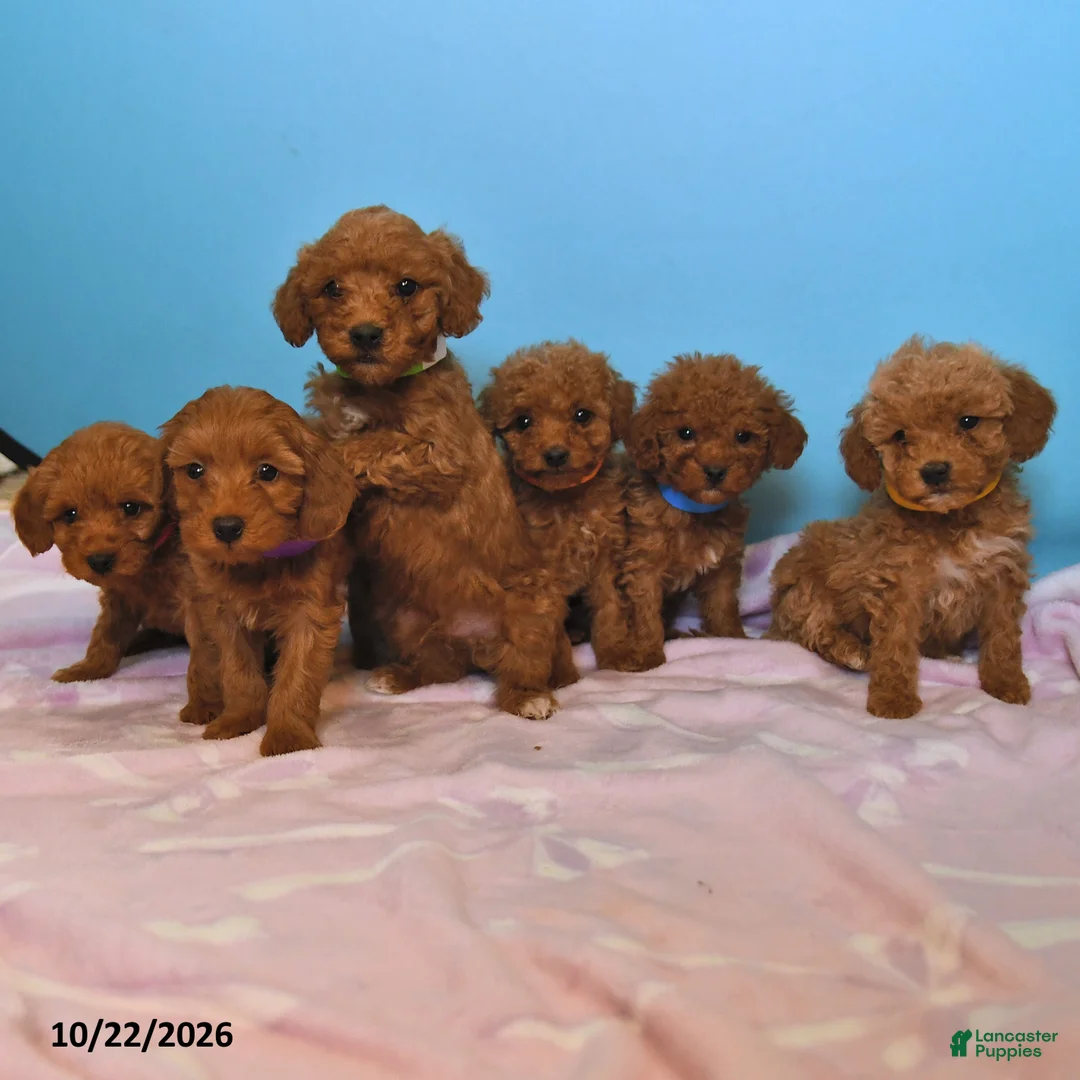 Mini Goldendoodle dogs for sale: Lady - Ad 2