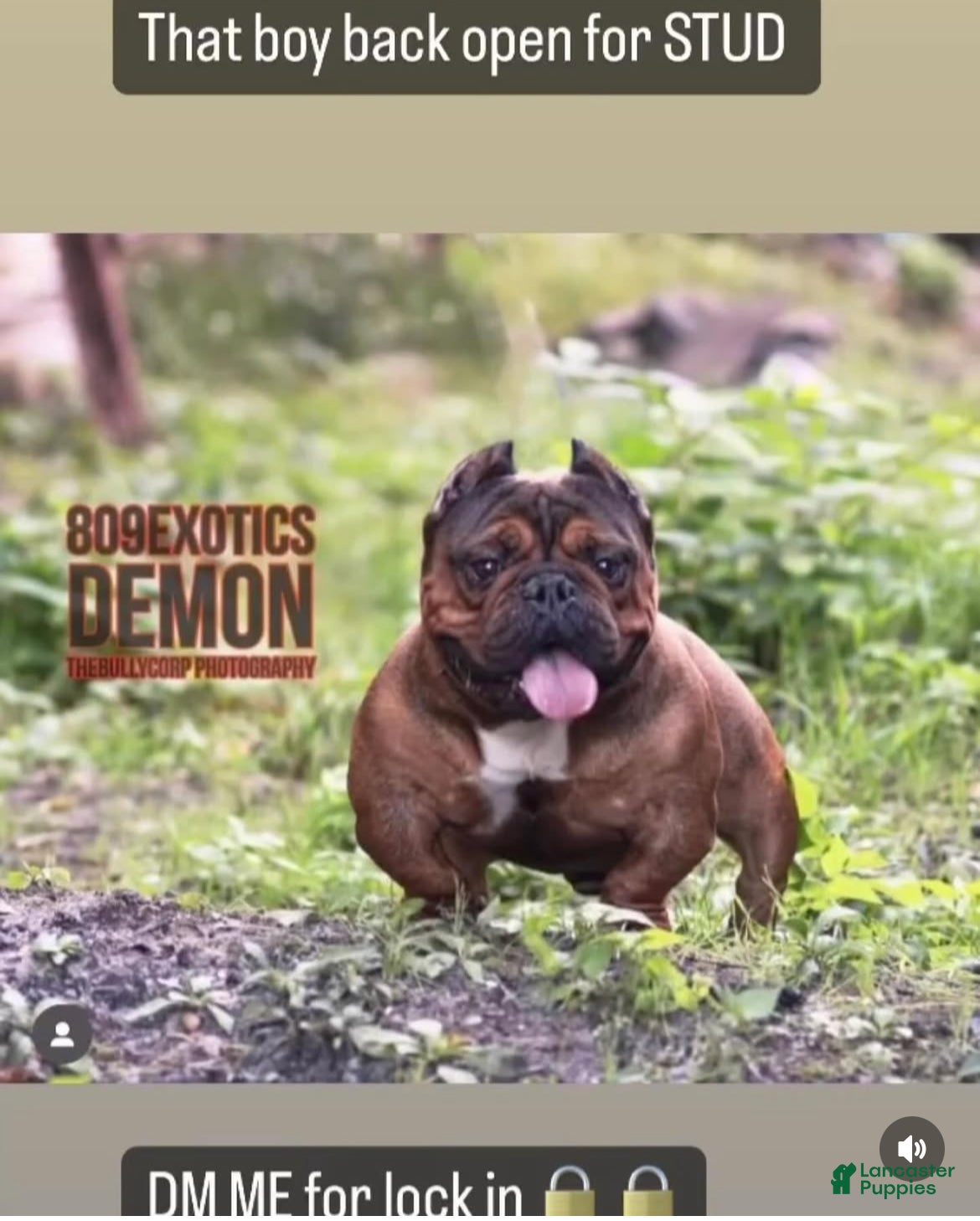 Demon 