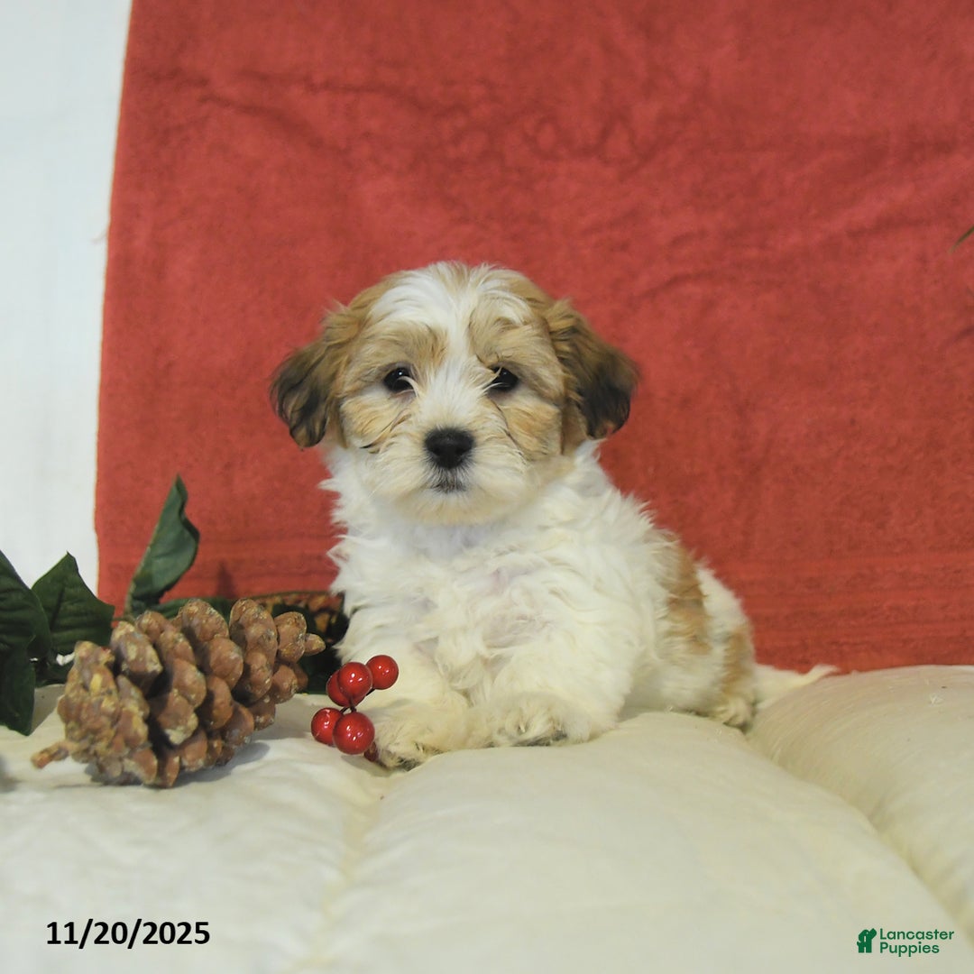 Teddy Bear dogs for sale: Brooks - Ad 4