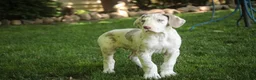 Great Dane dogs for sale: Santiago - Ad 3