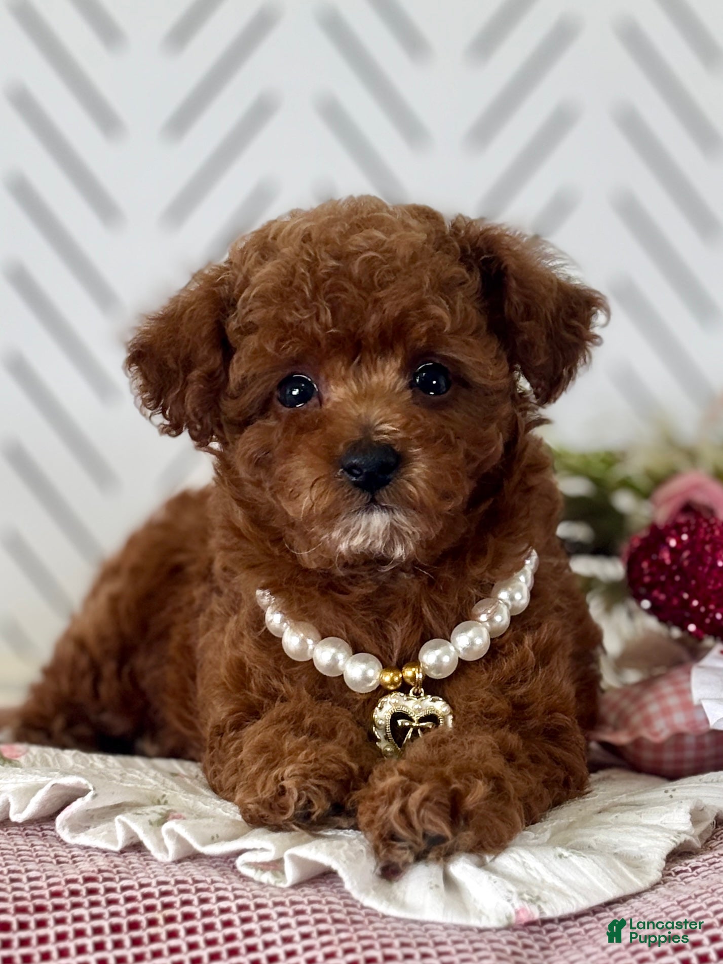 Toy Poodle dogs Wisper - Ad 19