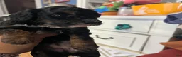 Miniature Poodle dogs for sale: Jazmine - Ad 3