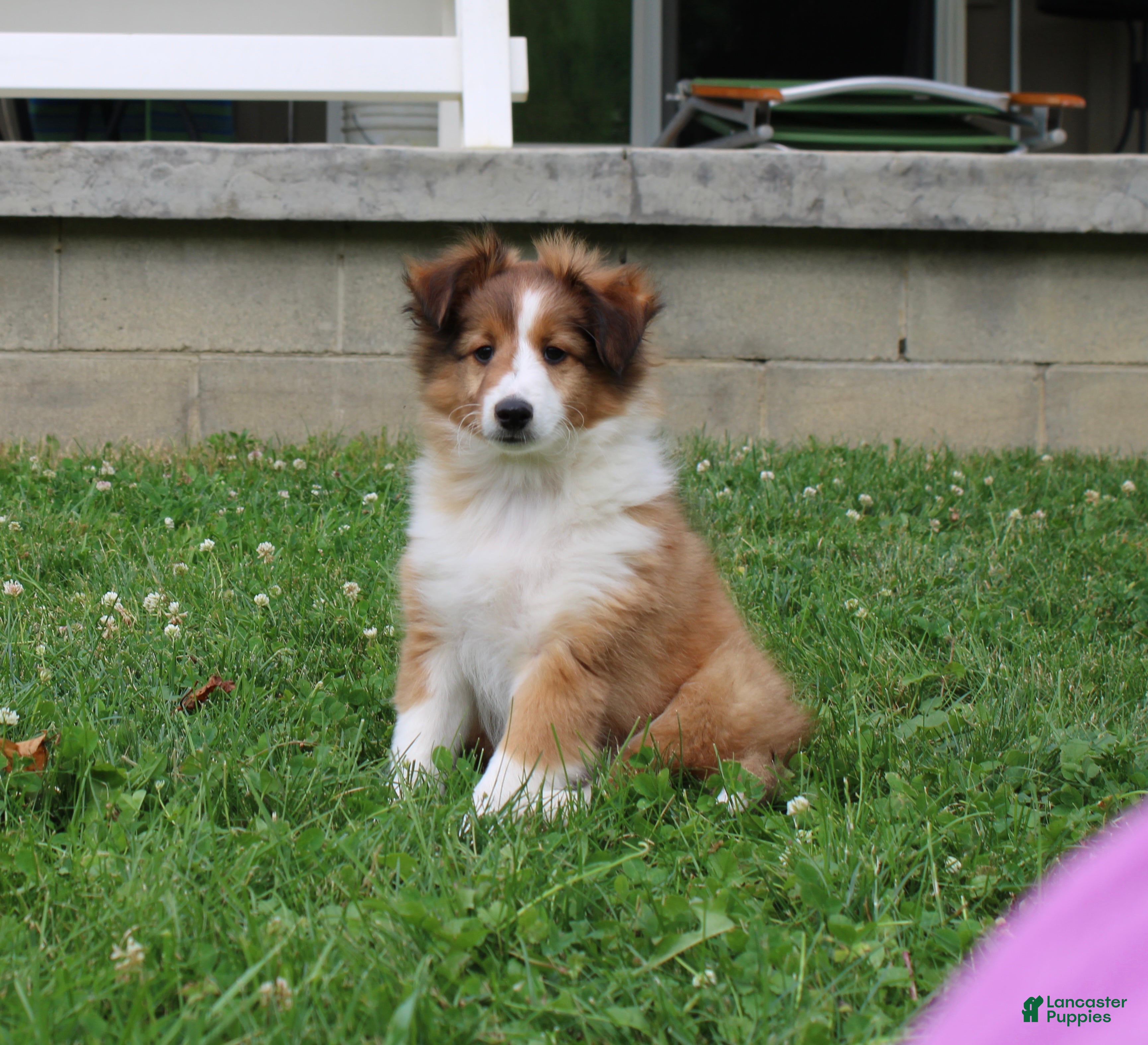 Shetland Sheepdog dogs Bruno Shetland Sheepdog Puppy  - Ad 1