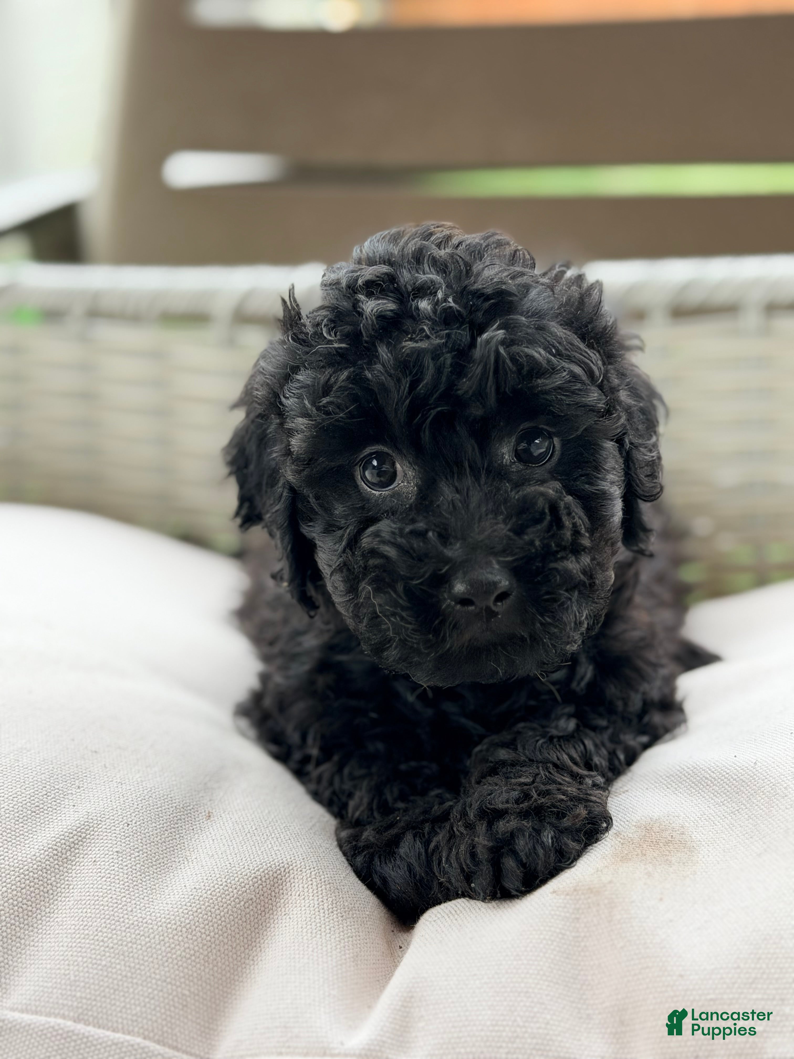 Mini Goldendoodle dogs Mini Goldendoodle 5 - Ad 24