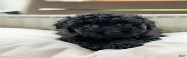 Mini Goldendoodle 5