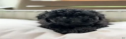 Mini Goldendoodle dogs for sale: Mini Goldendoodle 5 - Ad 1