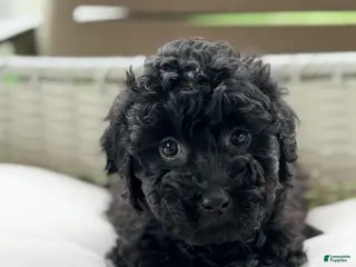 Mini Goldendoodle dogs Mini Goldendoodle 5 - Ad 24