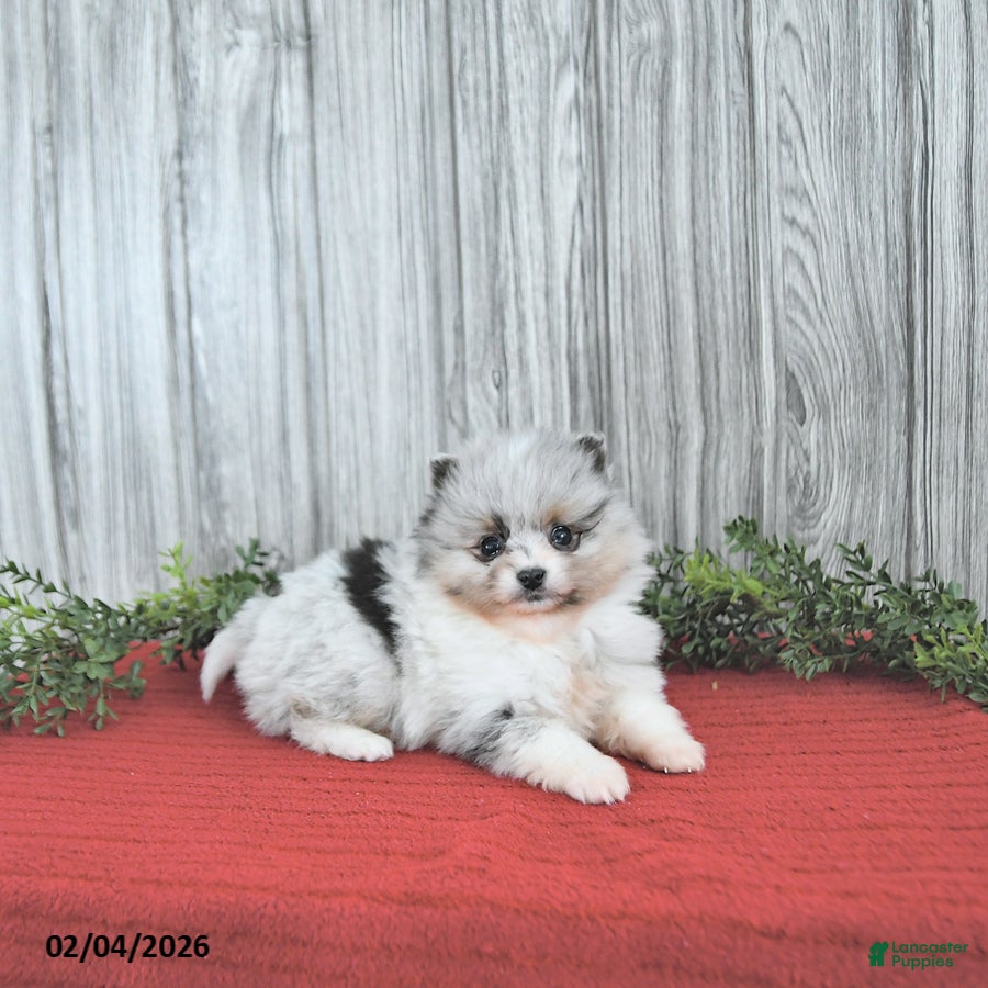 Pomeranian dogs Cameron - Ad 5