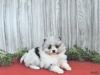 Pomeranian dogs Cameron - Ad 5