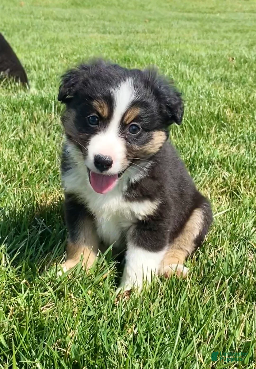 Mixed Breed dogs for sale: Hunter - Ad 2