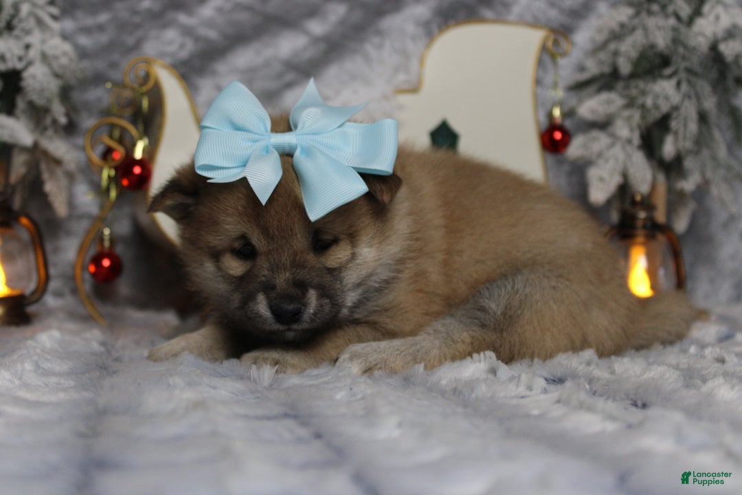 Shiba Inu dogs for sale: Brandy  - Ad 4