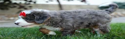 Mini Bernedoodle dogs for sale: 🐾 Meet Pilot 🐾 - Ad 16