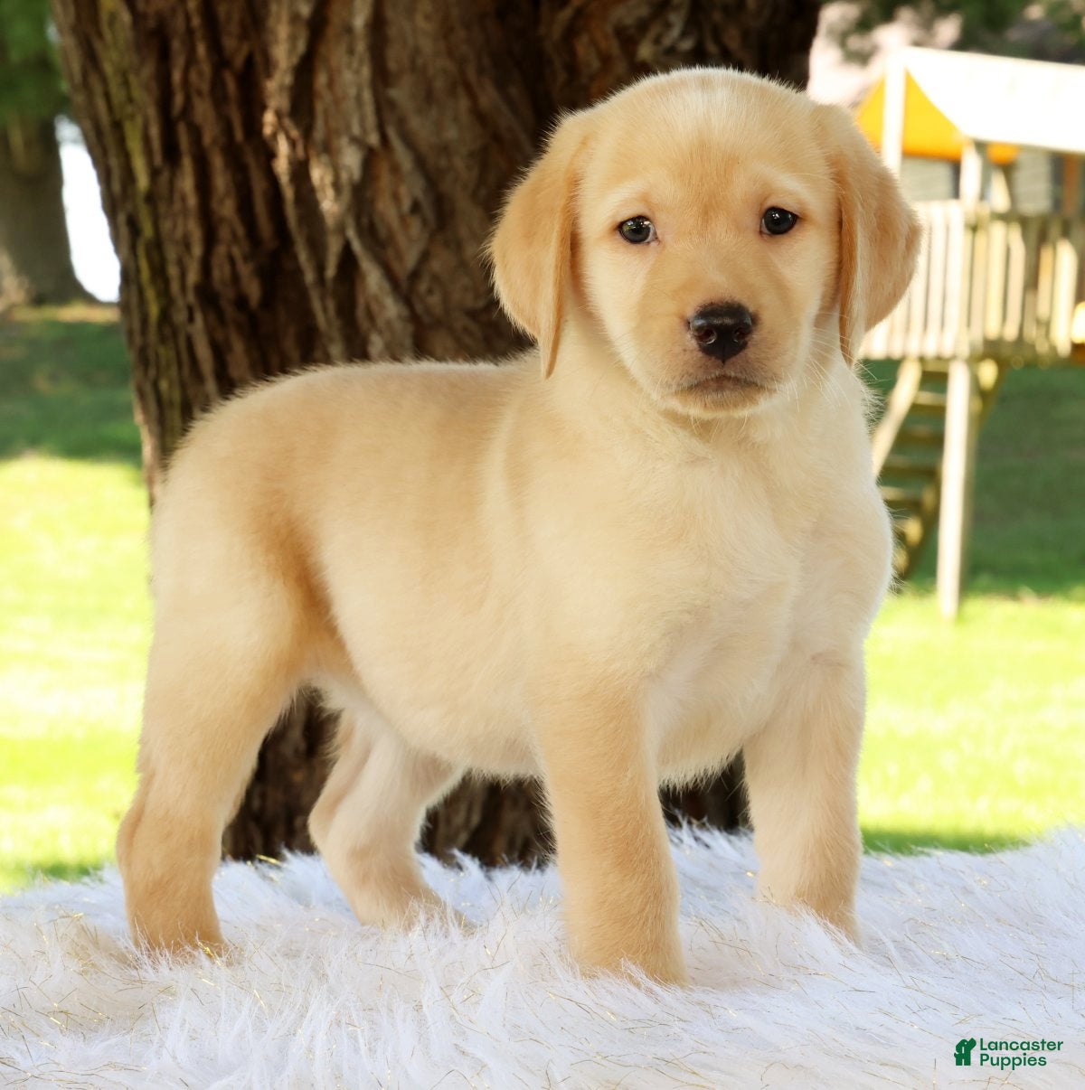 Labrador Retriever dogs Lacey - Ad 1