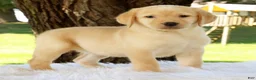 Labrador Retriever dogs for sale: Lacey - Ad 1