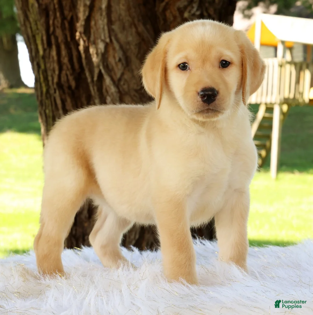 Labrador Retriever dogs for sale: Lacey - Ad 1