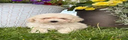 Bichpoo dogs for sale: Fluffy - Ad 4