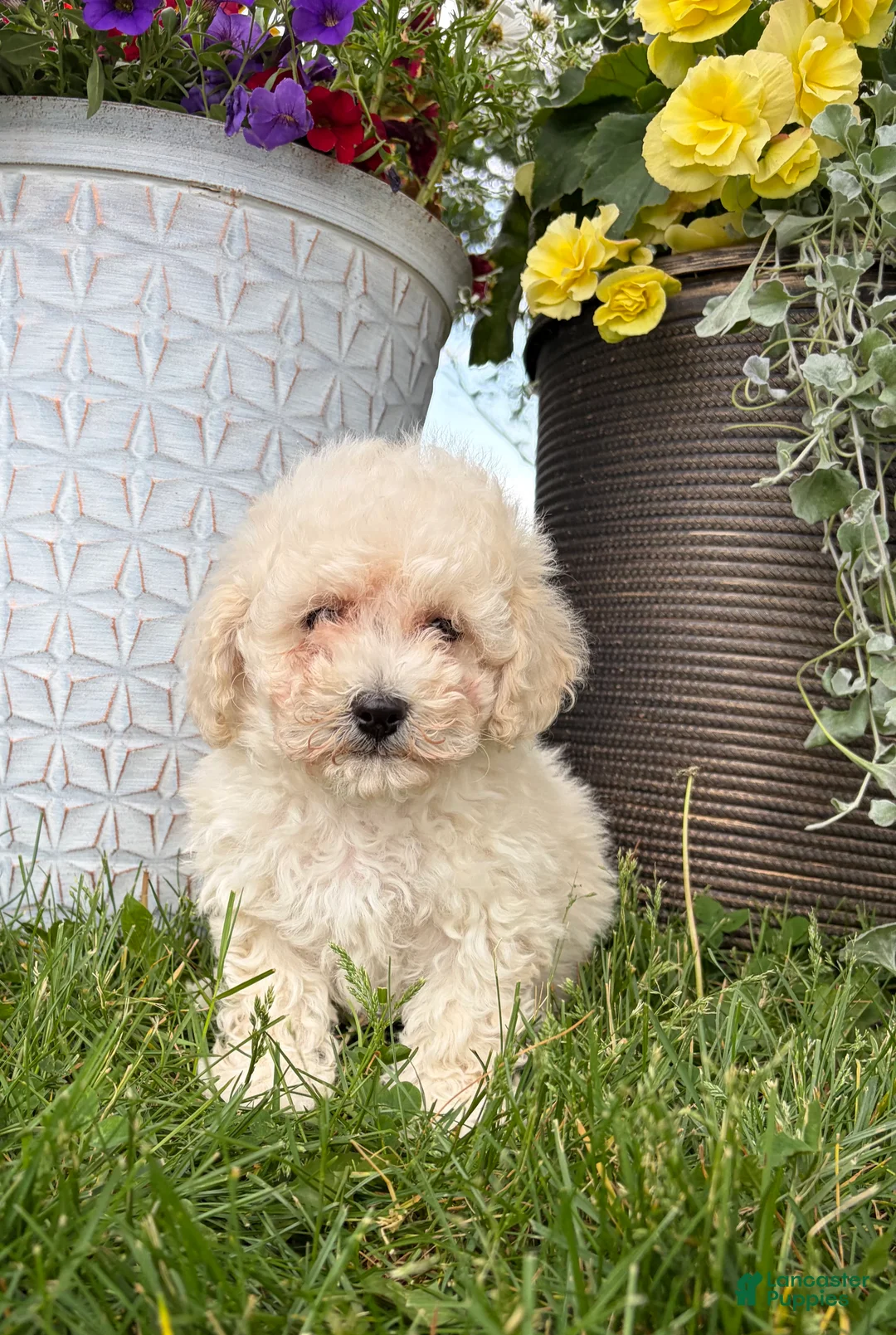Bichpoo dogs for sale: Fluffy - Ad 4