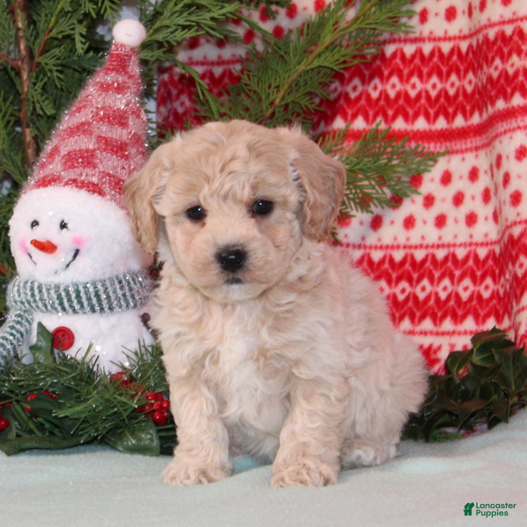 Bichpoo dogs for sale: Yogurt - Ad 1