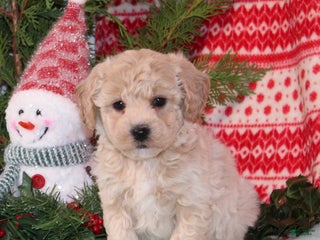 Bichpoo dogs Yogurt - Ad 5