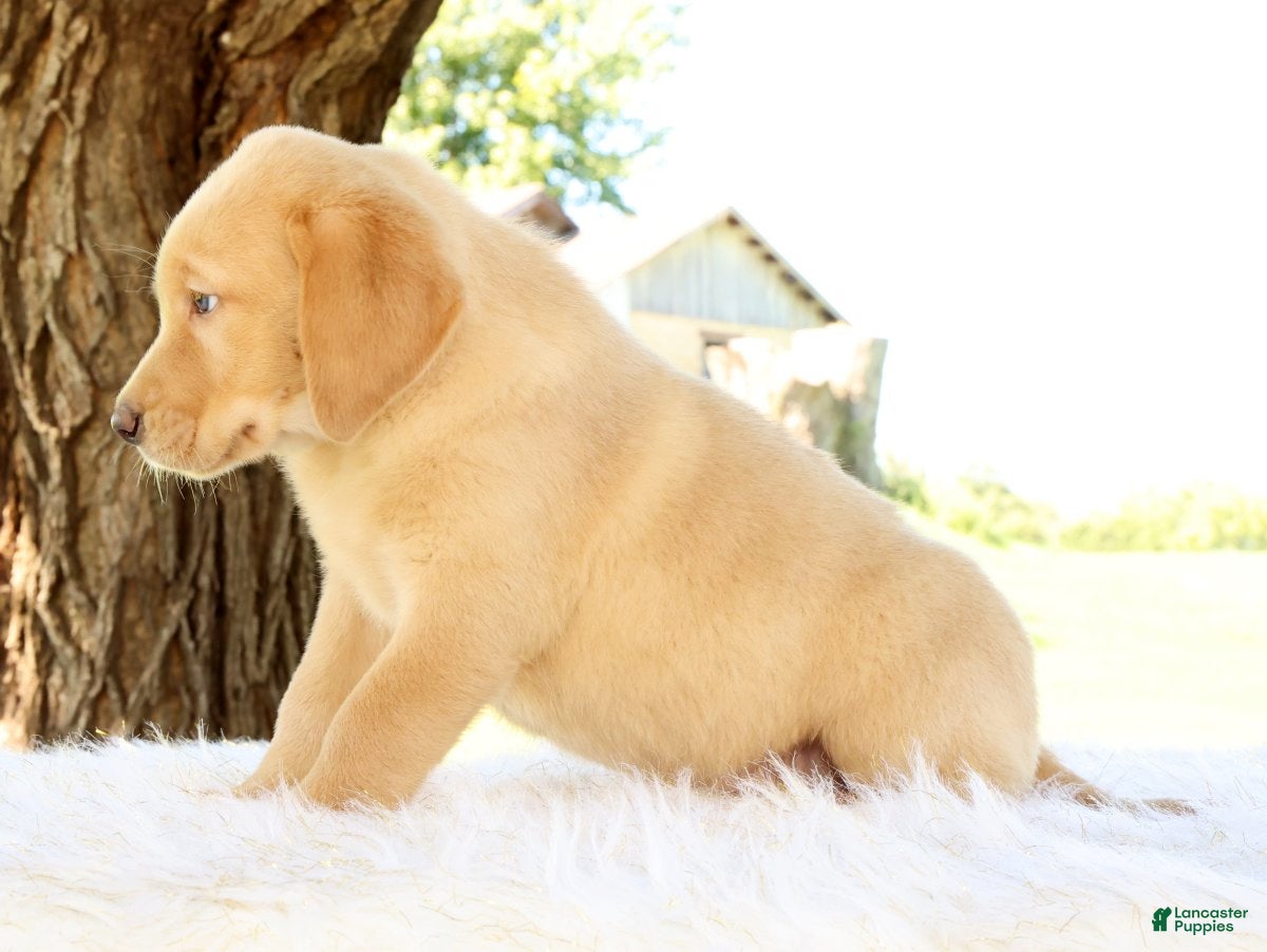 Labrador Retriever dogs Chase - Ad 2