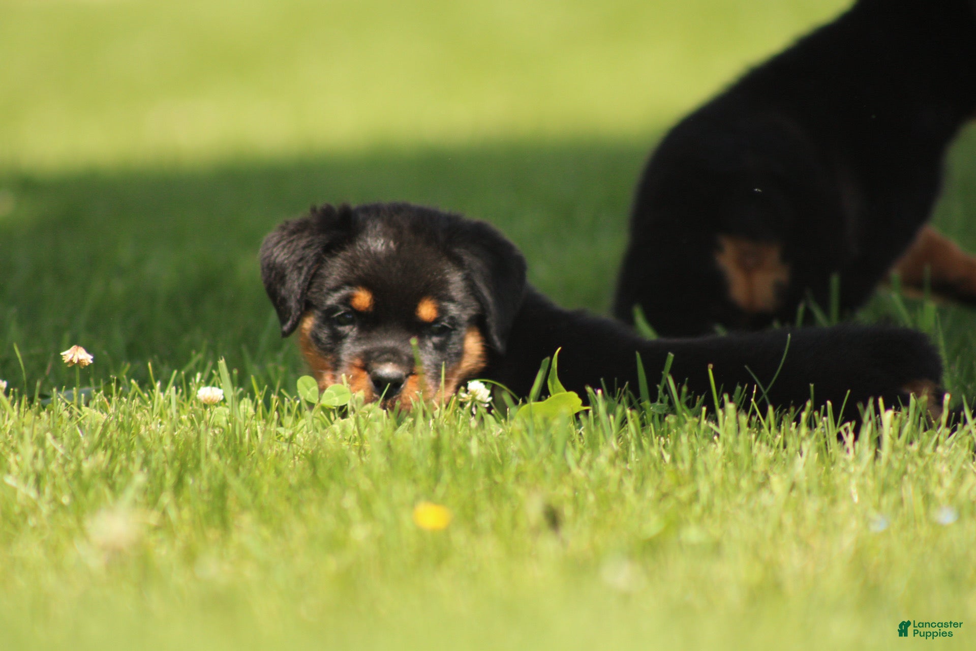 Rottweiler dogs for sale: Dutin - Ad 4