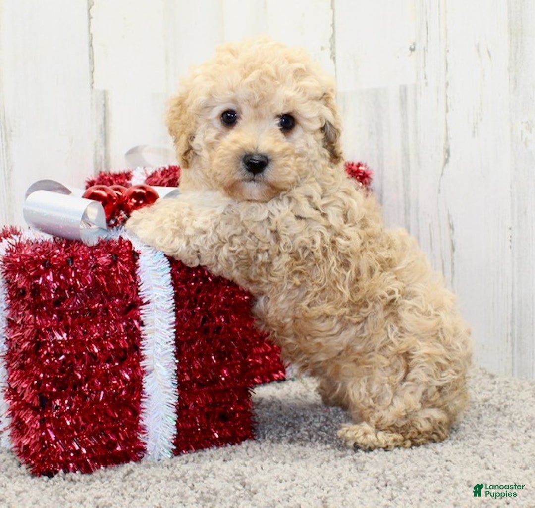 Miniature Poodle dogs for sale: Buddy - Ad 7